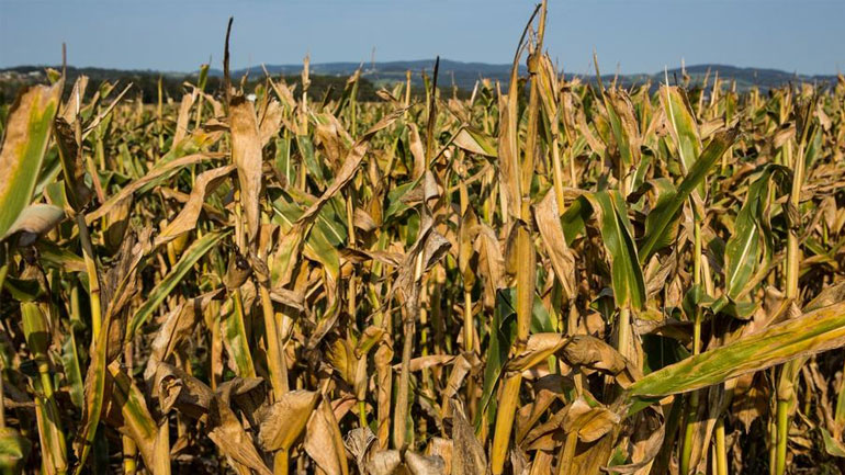 Γερμανία: Η πρωτοφανής ανομβρία απειλεί τις φετινές σοδειές