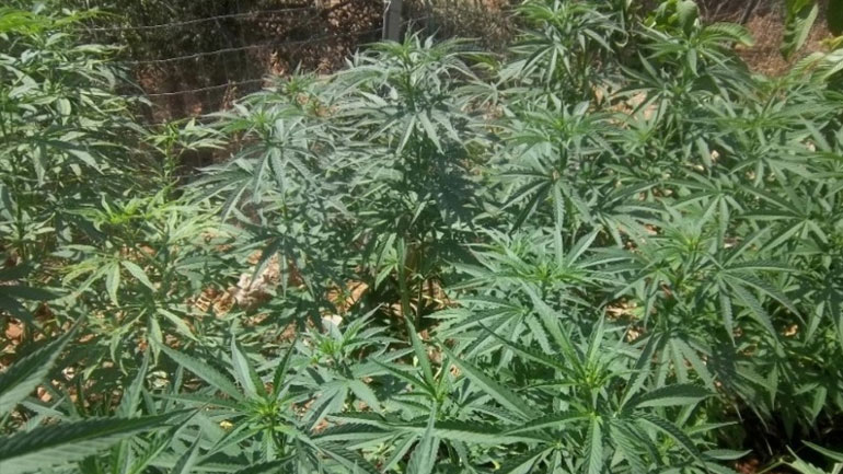 Πάτρα: Εντοπίστηκε μεγάλη φυτεία με 1.800 δενδρύλλια χασίς