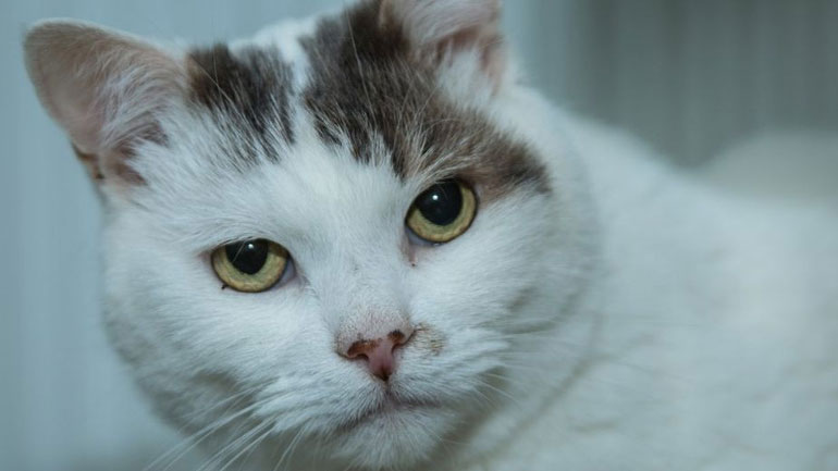 Ο Τίο ανακηρύχθηκε μετά θάνατον «Βρετανός Γάτος της Χρονιάς» επειδή βοήθησε την άρρωστη ιδιοκτήτριά του