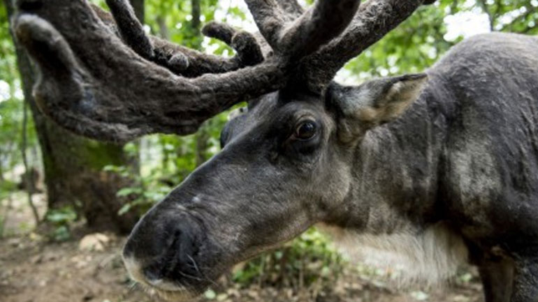 Νορβηγία: Οι τάρανδοι υποφέρουν από τη ζέστη και κρύβονται στις σήραγγες