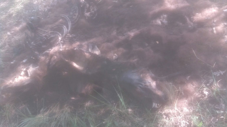 Νεκρή αρκούδα στη Φλώρινα