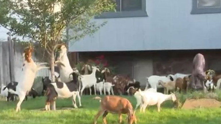 Κατσίκες προκάλεσαν χάος και ενθουσιασμό σε συνοικία στο Μπόιζ του Άινταχο