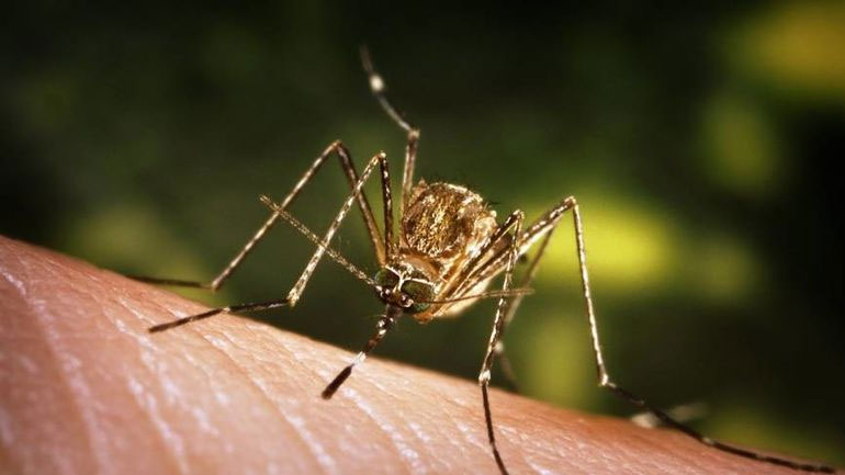 Έντεκα κρούσματα του ιού του Δυτικού Νείλου στην Κεντρική Μακεδονία
