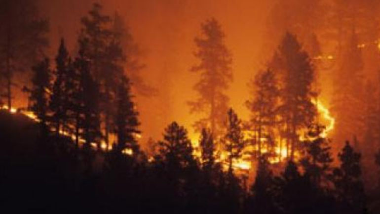 Οι Αυστραλοί κόβουν δέντρα για να προστατευθούν από τις δασικές πυρκαγιές και τα κοάλα πεθαίνουν από την πείνα