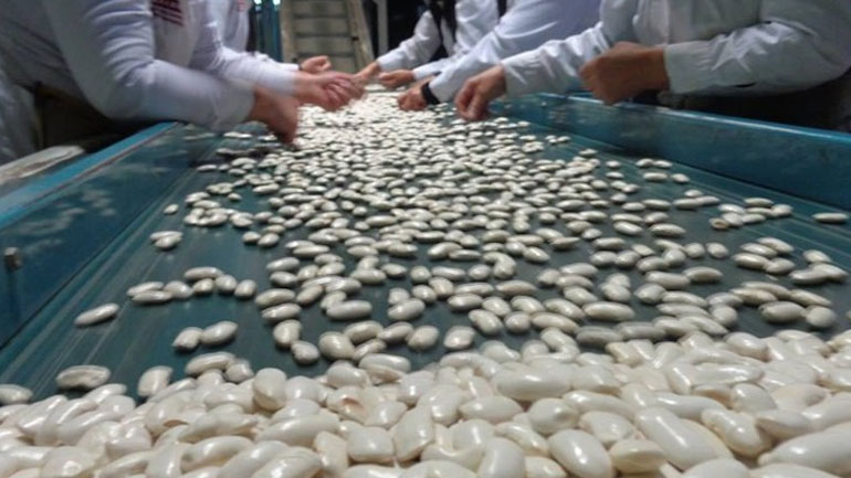 Τα φασόλια Πρεσπών Φλώρινας στις αγορές της Σαουδικής Αραβίας και των ΗΠΑ