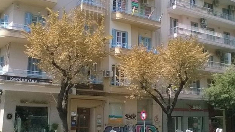 Μέτρα του Δήμου Θεσσαλονίκης για την καταπολέμηση του εντόμου που προσβάλλει τα δέντρα στο κέντρο της πόλης
