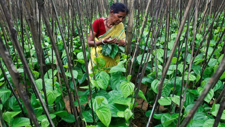 Ινδία: Εργάτες στις φυτείες τσαγιού απεργούν για να κερδίζουν 40 σεντς περισσότερα την ημέρα