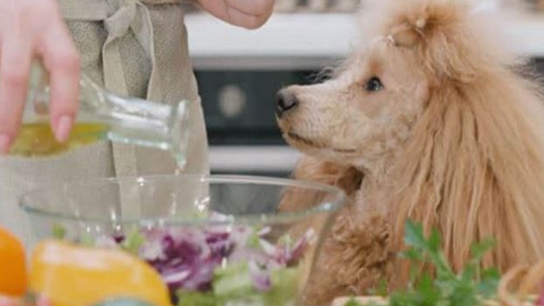 Γιατί να προσθέσεις ελαιόλαδο στη διατροφή του σκύλου σου