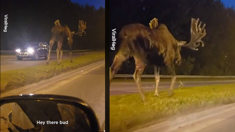 Γιγαντιαία άλκη κόβει βόλτες σε κεντρικό δρόμο της Αλάσκα