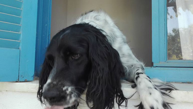 Δίνονται για υιοθεσία 3 σκυλάκια που έχασαν τον ιδιοκτήτη τους