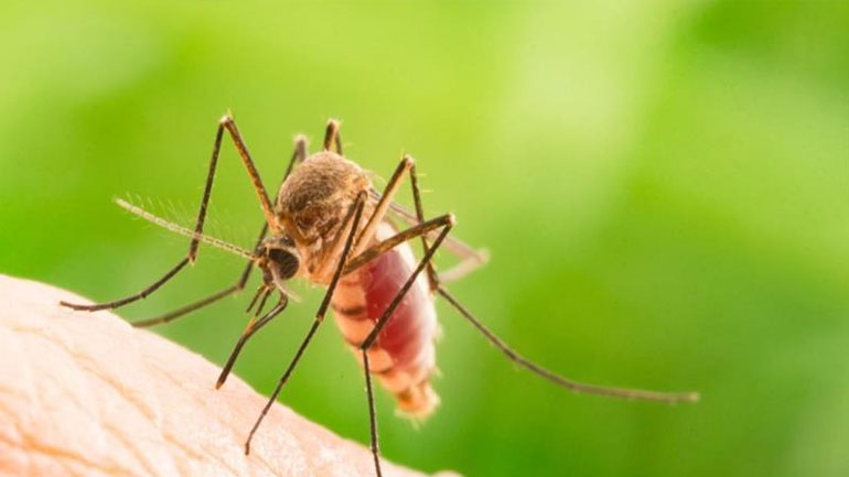 Κεντρική Μακεδονία: Στα 19 ανέρχονται τα κρούσματα του ιού του Δυτικού Νείλου