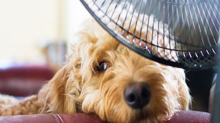 Πώς θα αποφύγεις τη θερμοπληξία του σκύλου ή της γάτας σου