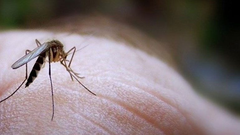 Θεσσαλονίκη: Αυξητική τάση στα κρούσματα του ιού του Δυτικού Νείλου