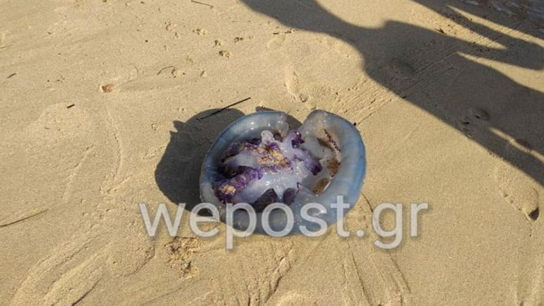 Μέδουσα γίγας εμφανίστηκε στον Ποταμό Επανομής