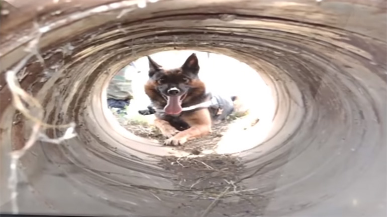 Άσκηση με στρατιωτικούς σκύλους