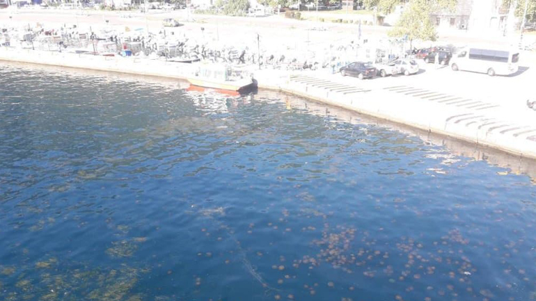 Γέμισε μέδουσες το λιμάνι του Αγ. Κωνσταντίνου Φθιώτιδας