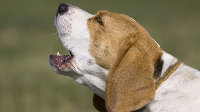 Ινδία: Οικογένεια σώθηκε στο παρά πέντε από κατολίσθηση χάρη στο σωτήριο… γαύγισμα του σκύλου της