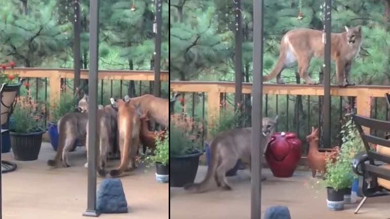 Πούμα πίνουν νερό σε μια βεράντα