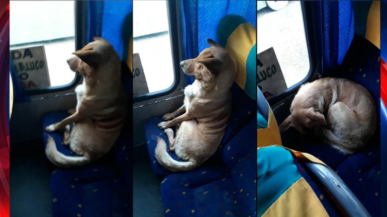 Αδέσποτος σκύλος κάνει βόλτα με το λεωφορείο