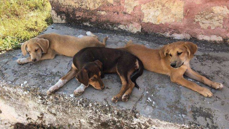 Τα βρήκαν αδέσποτα στην Κρήτη, τ’ αγάπησαν και τα πήραν στη Σουηδία