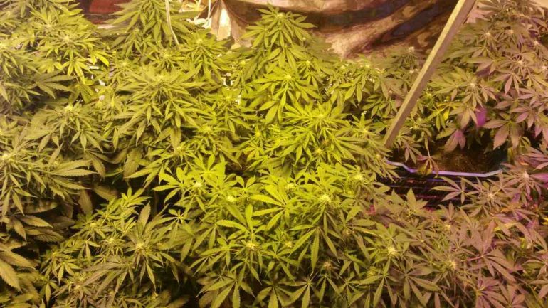 Καλλιεργούσε υδροπονικά κάνναβη μέσα στο διαμέρισμά του