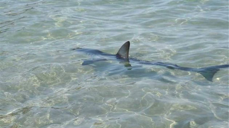 Κρήτη: Καρχαρίας βγήκε σε παραλία και κατατρόμαξε τους λουόμενους