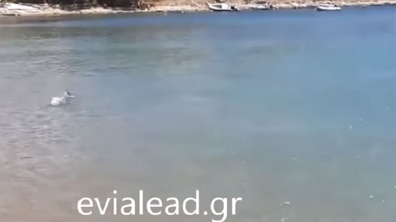Σκύρος: Δελφίνι βγήκε στα ρηχά για να παίξει με τους λουόμενους