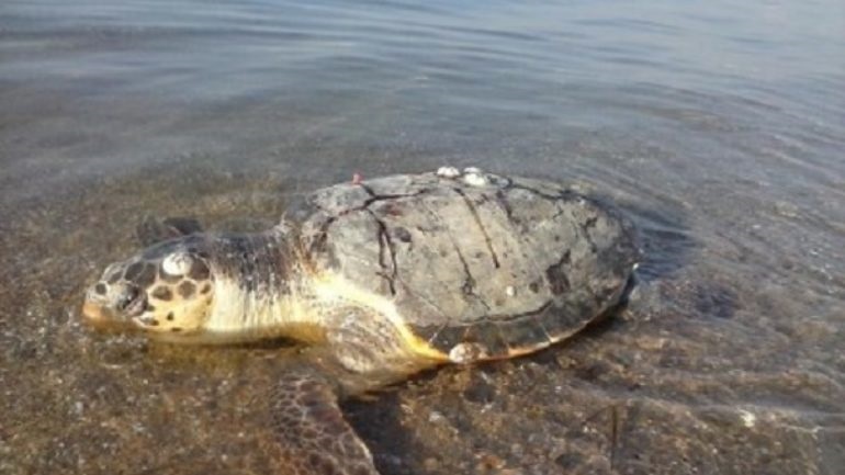 Βρέθηκε νεκρή θαλάσσια χελώνα στη Σαλαμίνα