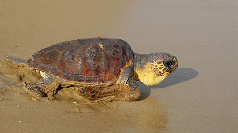 Μάνη: Εντοπισμός νεκρής χελώνας καρέτα- καρέτα