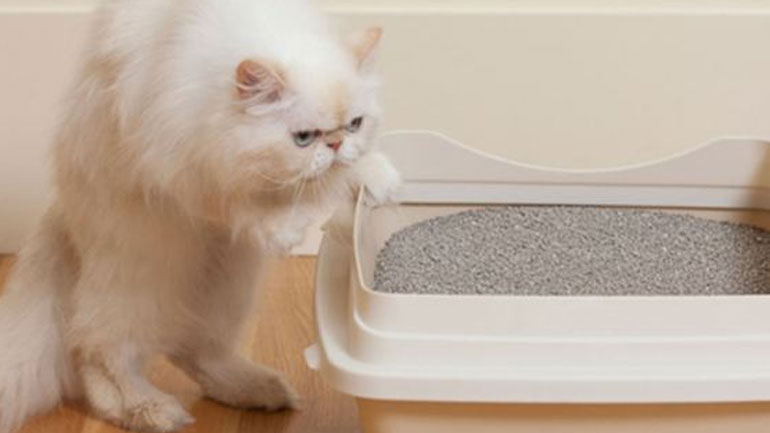 6 λόγοι που η γάτα σου δεν πηγαίνει στην άμμο για την ανάγκη της