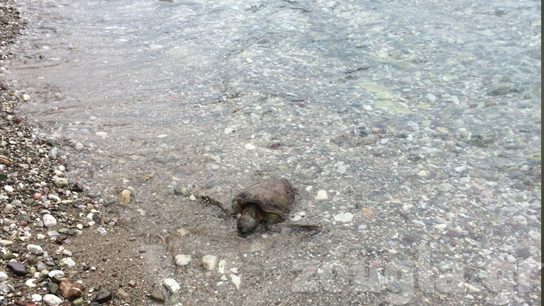 Νεκρή εντοπίστηκε θαλάσσια χελώνα σε παραλία στο Ρίο