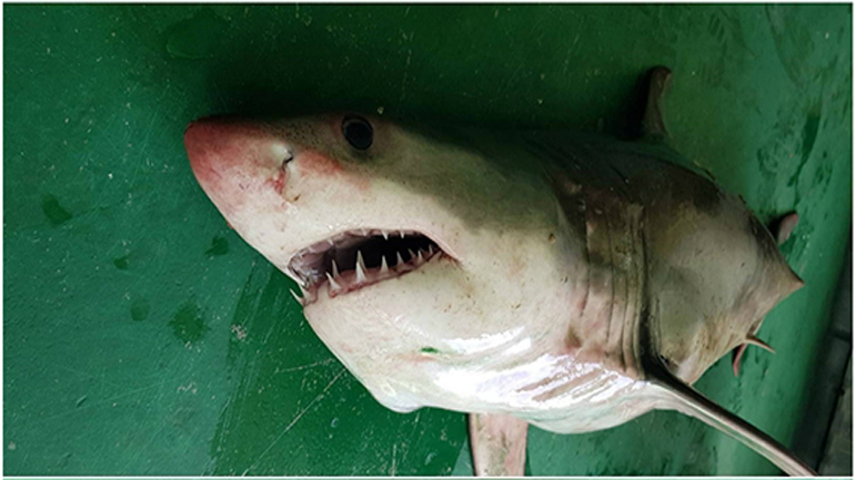 Λευκός καρχαρίας 2 μέτρων στα δίχτυα ψαρά στη Σαμοθράκη!