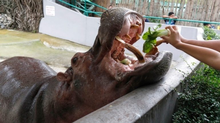 Πέθανε ο γηραιότερος ιπποπόταμος του κόσμου σε αιχμαλωσία