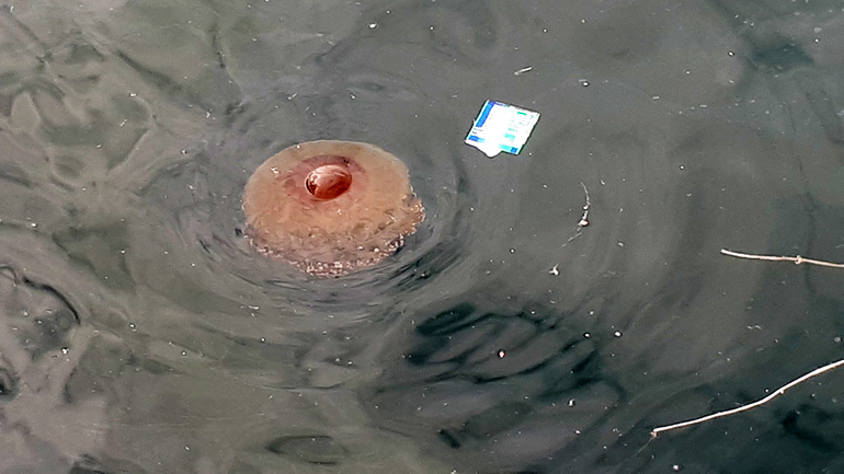 Γέμισε μέδουσες το λιμάνι της Καβάλας