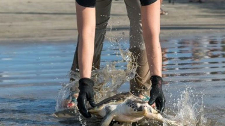 Συνολικά 122 θαλάσσιες χελώνες βρέθηκαν νεκρές σε ακτές του νοτίου Μεξικού