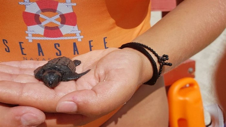 Ναυαγοσώστες σώζουν χελωνάκι