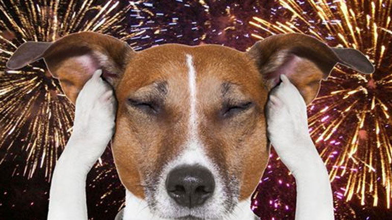 Το σκυλάκι σου φοβάται τα πυροτεχνήματα; Έτσι θα το βοηθήσεις να χαλαρώσει