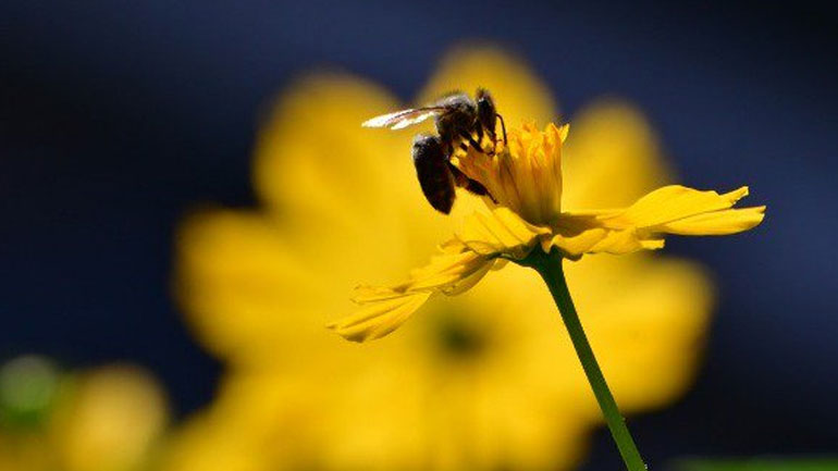 Μια μέλισσα μπορεί σταματήσει την παγκόσμια εξάρτηση από τα πλαστικά;