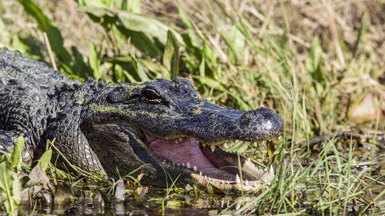 ΗΠΑ: Αλιγάτορας επιτέθηκε και σκότωσε μια 45χρονη που είχε βγάλει βόλτα τον σκύλο της