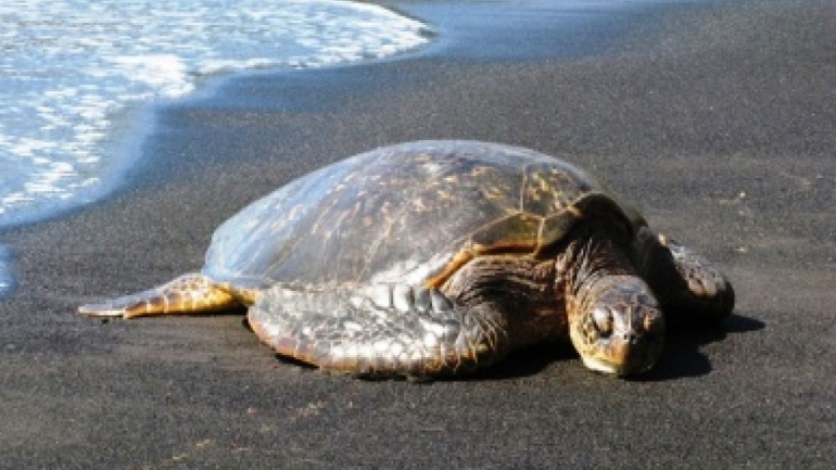 Χελώνα καρέτα – καρέτα βρέθηκε νεκρή στις ακτές της Αττικής