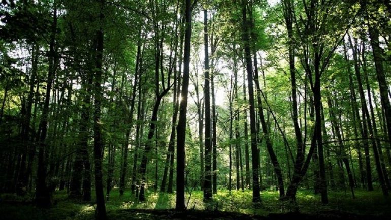 Ν. Ζηλανδία: Σχέδιο για τη φύτευση ενός δισεκατομμυρίου δέντρων