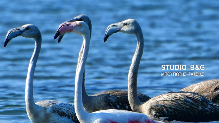 Σμήνη από πανέμορφα φλαμίνγκο καθημερινά στο Ναύπλιο Σμήνη από πανέμορφα φλαμίνγκο καθημερινά στο Ναύπλιο