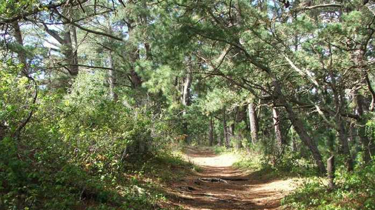 Πολύ υψηλός κίνδυνος πυρκαγιάς την Τρίτη