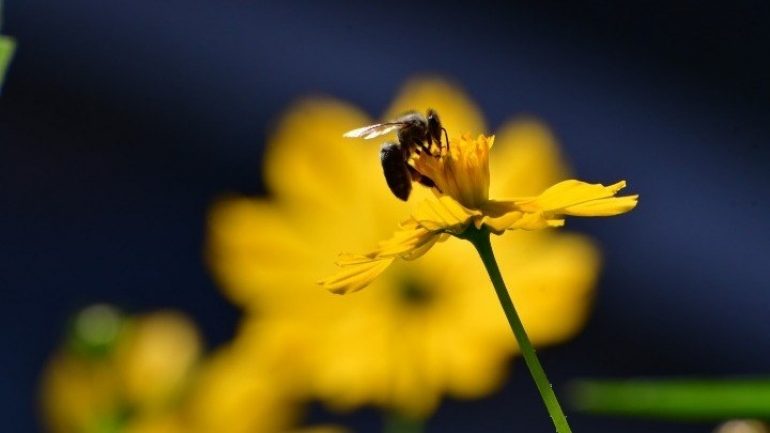 Μια μέλισσα μπορεί σταματήσει την παγκόσμια εξάρτηση από τα πλαστικά;