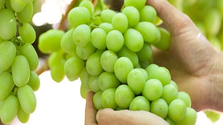 Σταφύλια: Πόσες θερμίδες έχουν και ποια θρεπτικά συστατικά δίνουν