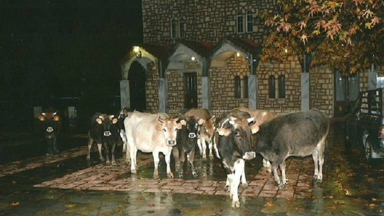 Πρόστιμα μέχρι 1.500 ευρώ για τα ανεπιτήρητα παραγωγικά ζώα