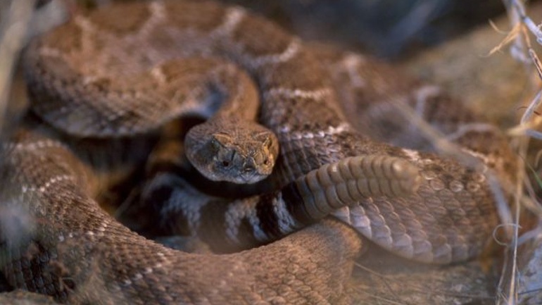 Iνδία: Συναγερμός για φίδια μετά την υποχώρηση των υδάτων στις πλημμυρισμένες συνοικίες της Κεράλας