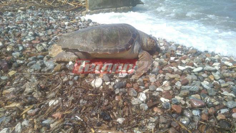 Δυτική Αχαΐα: Νεκρή χελώνα ανάμεσα στα κύματα