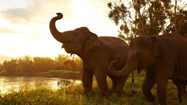 Μυστικό γονίδιο «ζόμπι» σκοτώνει τον καρκίνο και υπάρχει μόνο στους ελέφαντες!