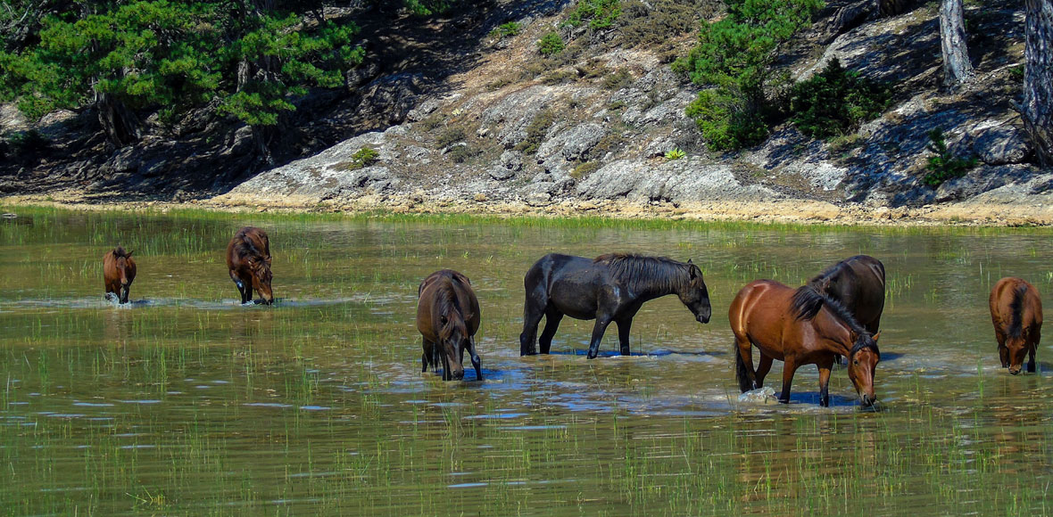 Όμορφα και άγρια